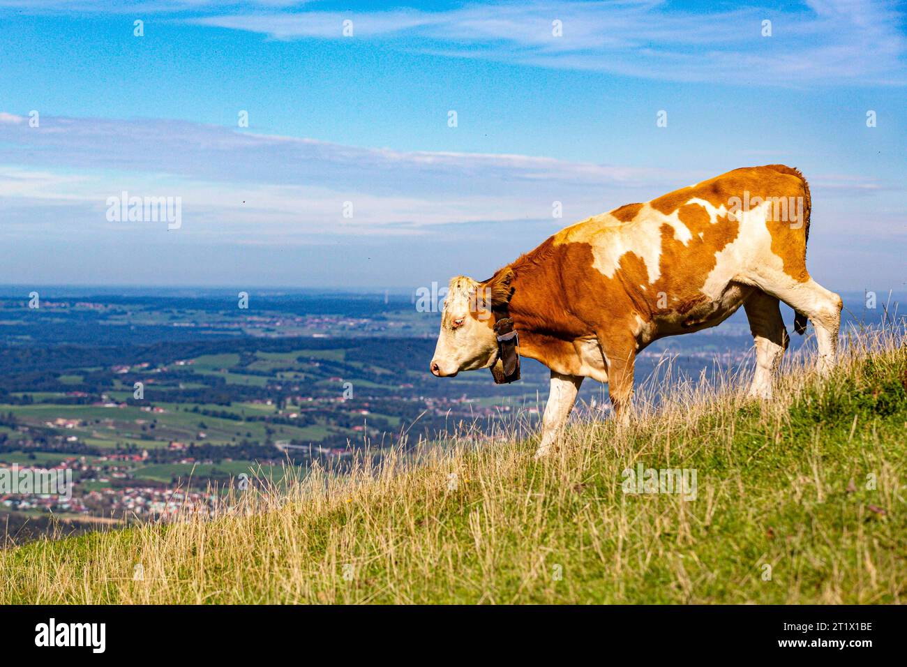 Rindviech hi-res stock photography and images - Alamy