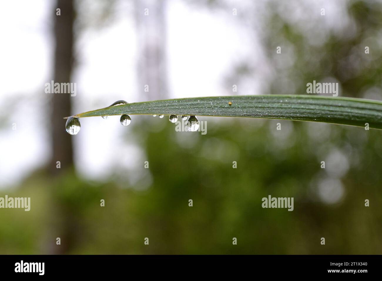 Dew on blade green hi-res stock photography and images - Alamy