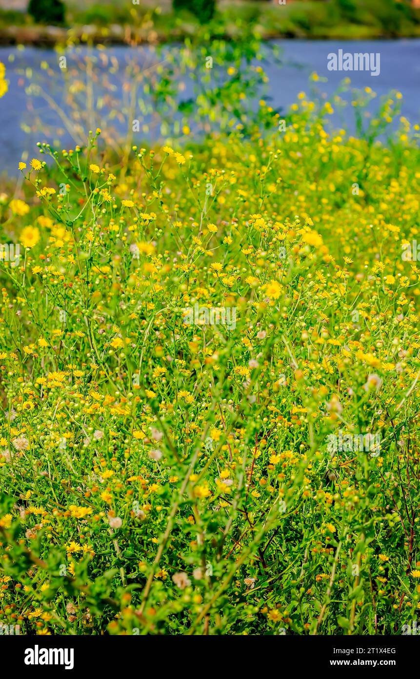 Camphorweed (Heterotheca subaxillaris) grows wild, Oct. 7, 2023, in Pascagoula, Mississippi. Camphorweed is an invasive weed with some medicinal uses. Stock Photo