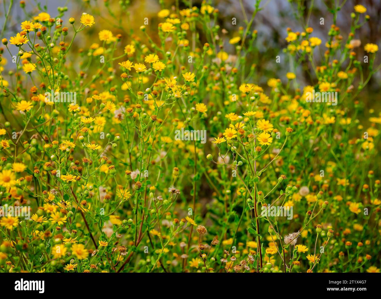Camphorweed (Heterotheca subaxillaris) grows wild, Oct. 7, 2023, in Pascagoula, Mississippi. Camphorweed is an invasive weed with some medicinal uses. Stock Photo