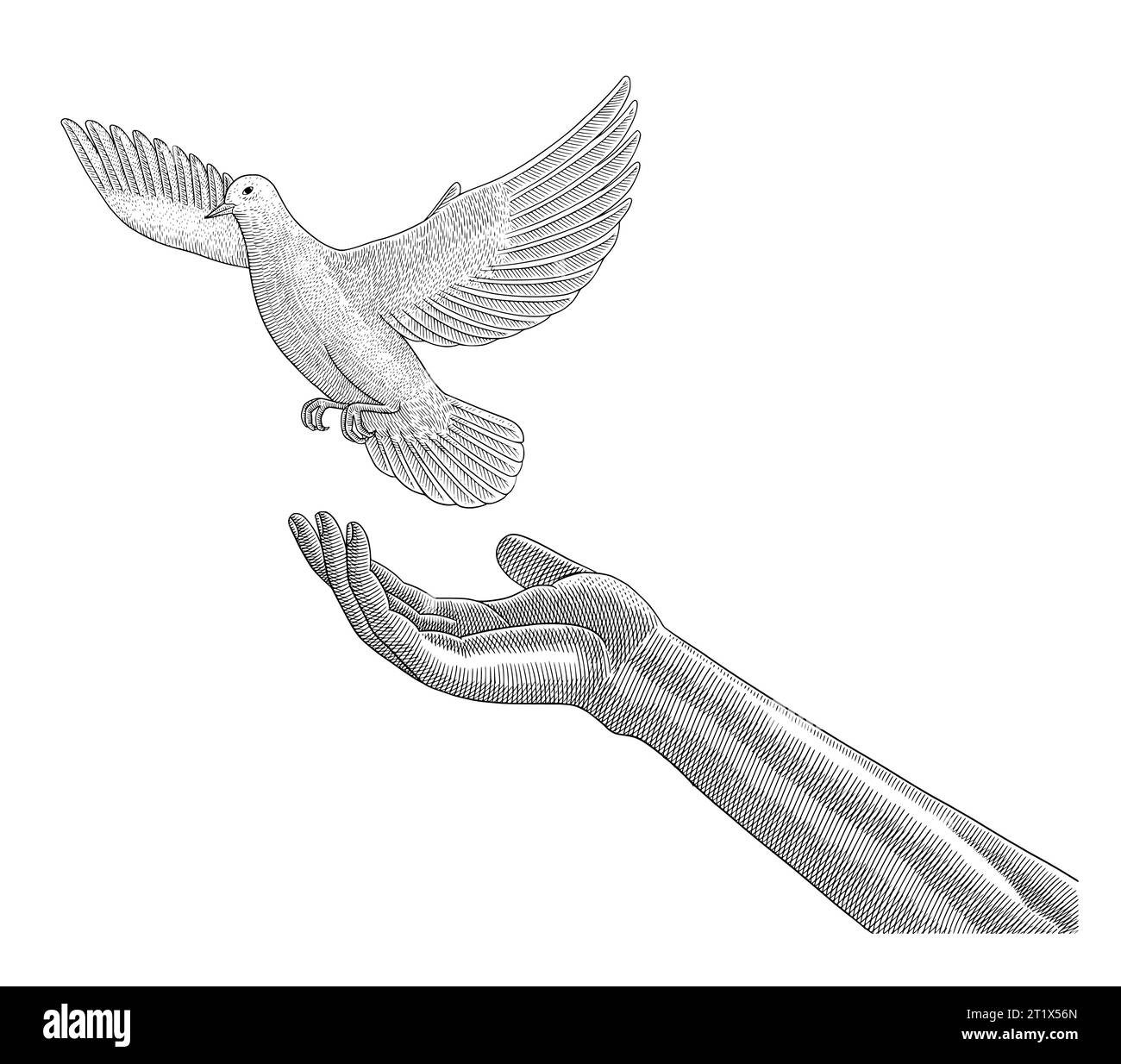 Right hand release a white dove bird, vintage engraving drawing style