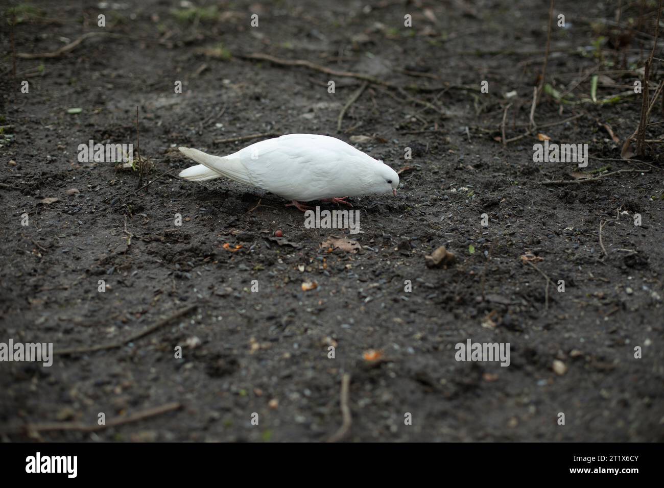 White dove on the ground. The bird walks on the ground. A white dove