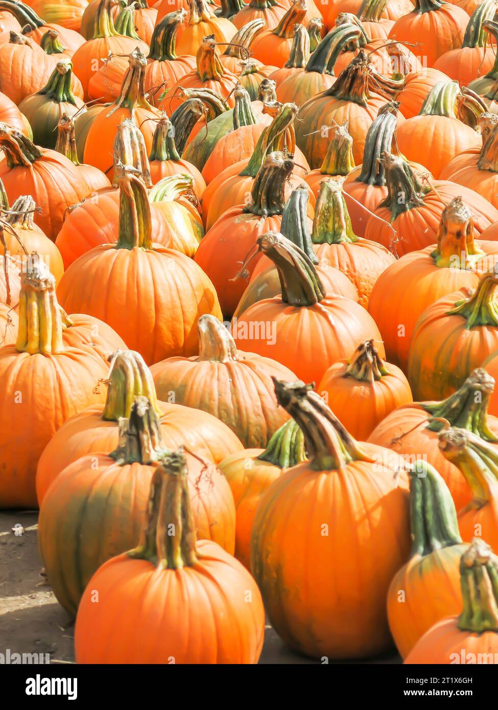 Field of Pumpkins Stock Photo