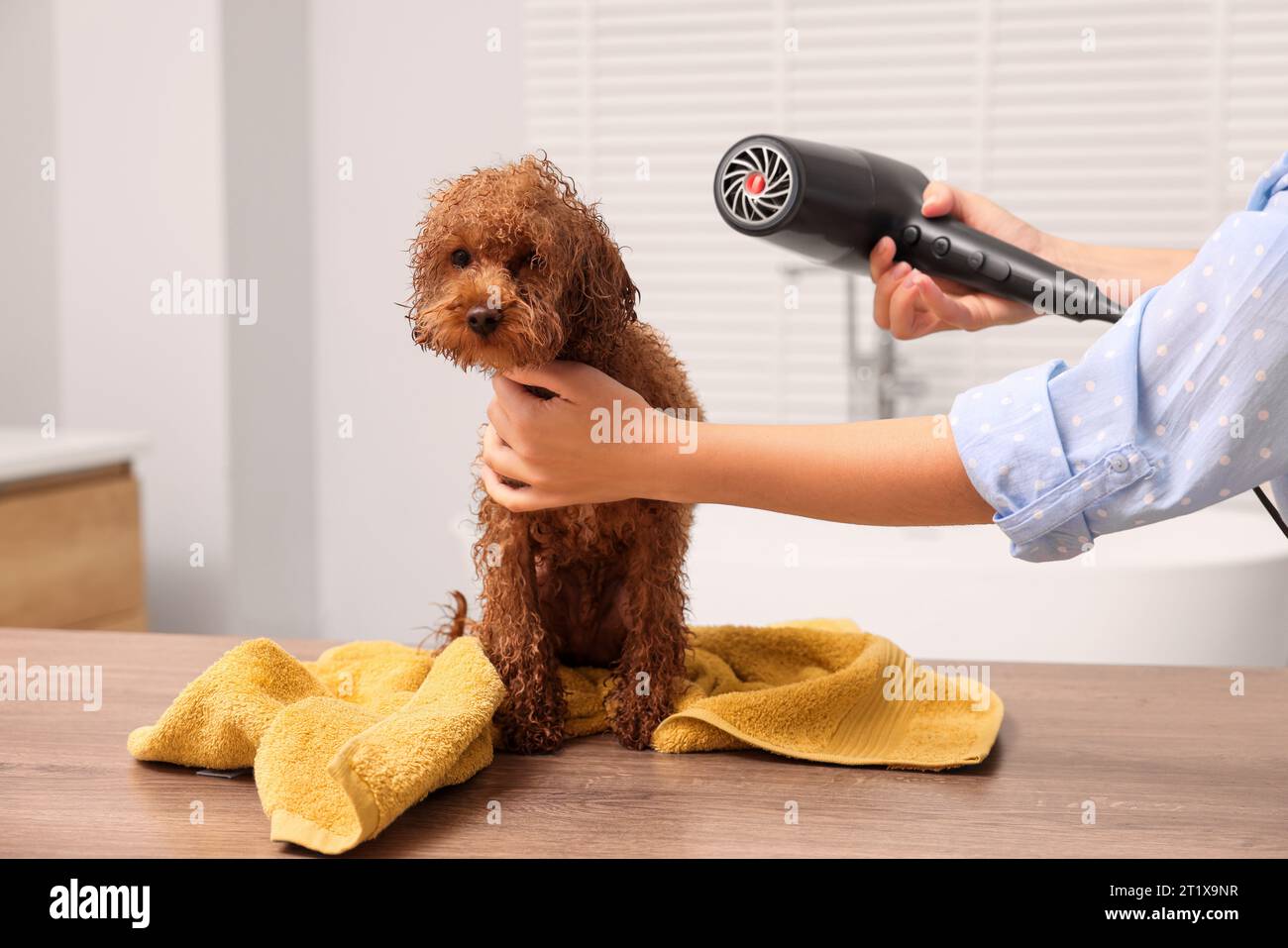 Woman drying fur of cute Maltipoo dog after washing in bathroom. Lovely