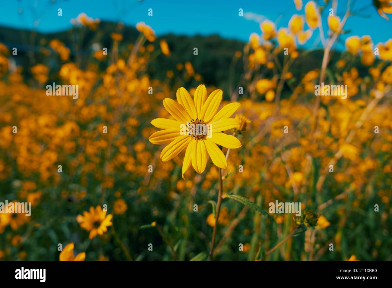 Sunflower plant in full bloom hi-res stock photography and images - Alamy