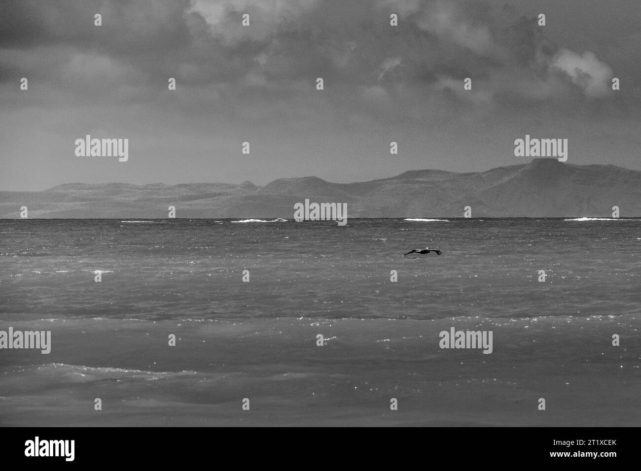 A pelican flies over the surface of the ocean, with some mountains in the background, Galapagos Islands Stock Photo