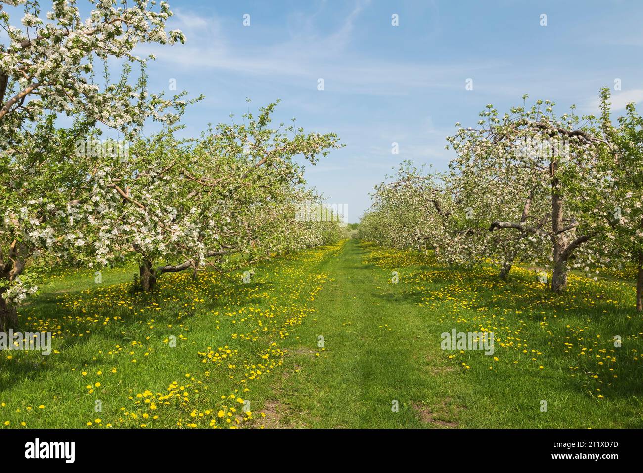 Weeds in apple orchard hi-res stock photography and images - Alamy