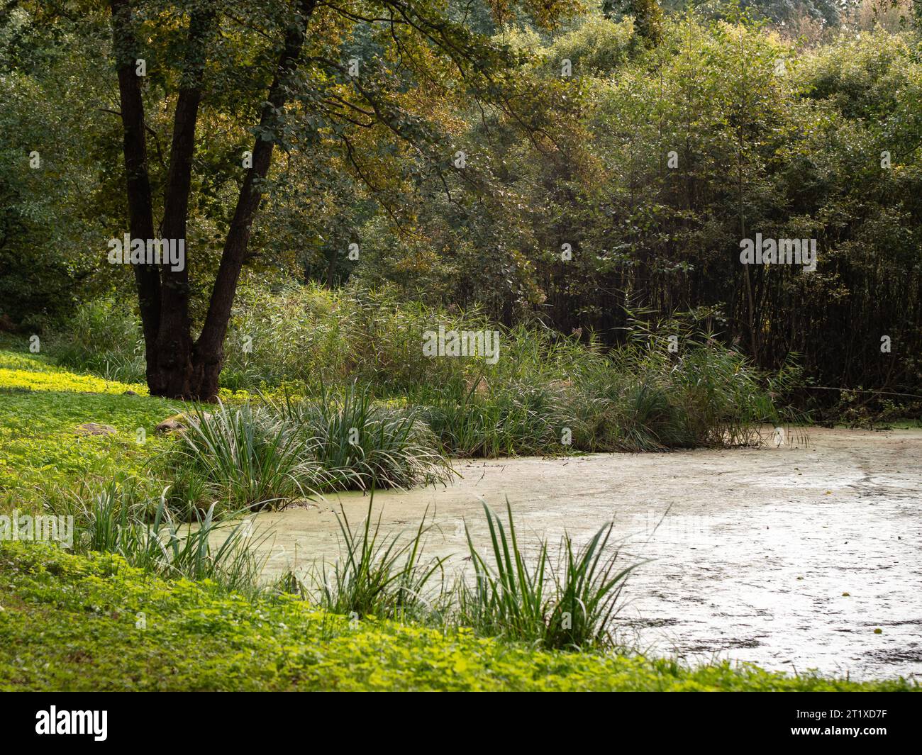 Idyllic green pond and high grass at the edge. Natural landscape during the late summer time. A big tree is standing next to the water in a forest. Stock Photo