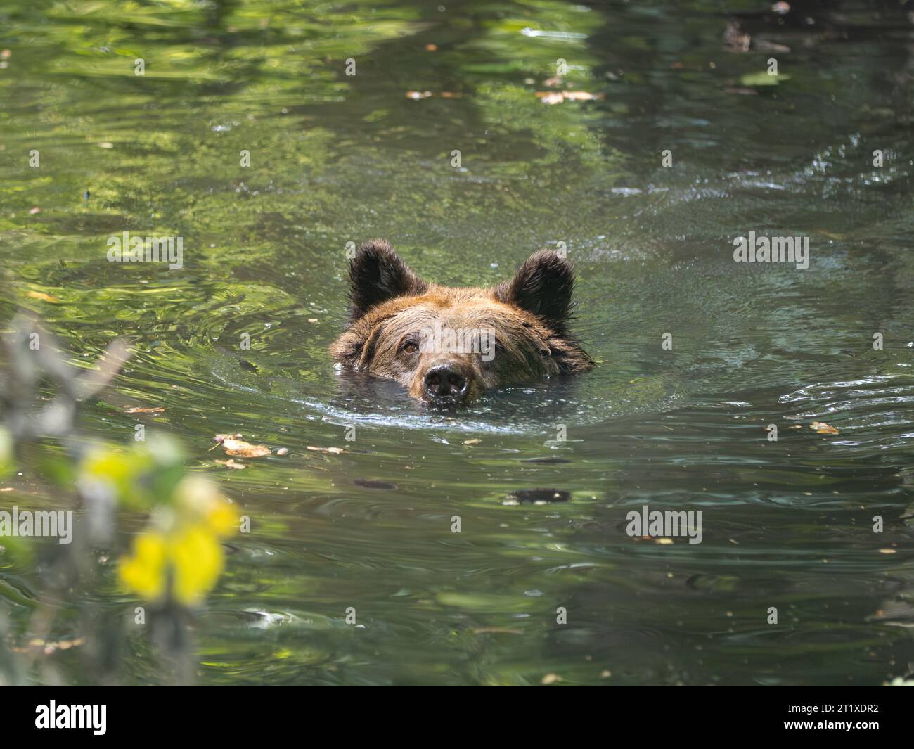 Swimming brown bear in a pond or lake. The female animal head is looking out of the water. The ursus arctos moves toward the camera. Stock Photo