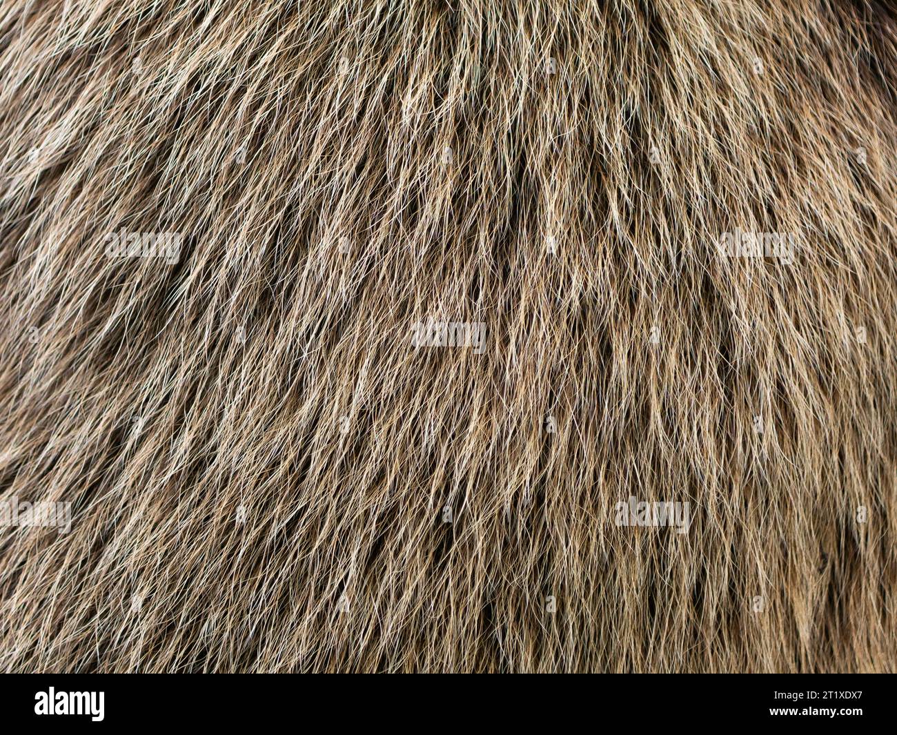 Bear fur texture in a close up. The hair of a Ursus arctos animal is fluffy and soft. The structure can be used as abstract background. Stock Photo
