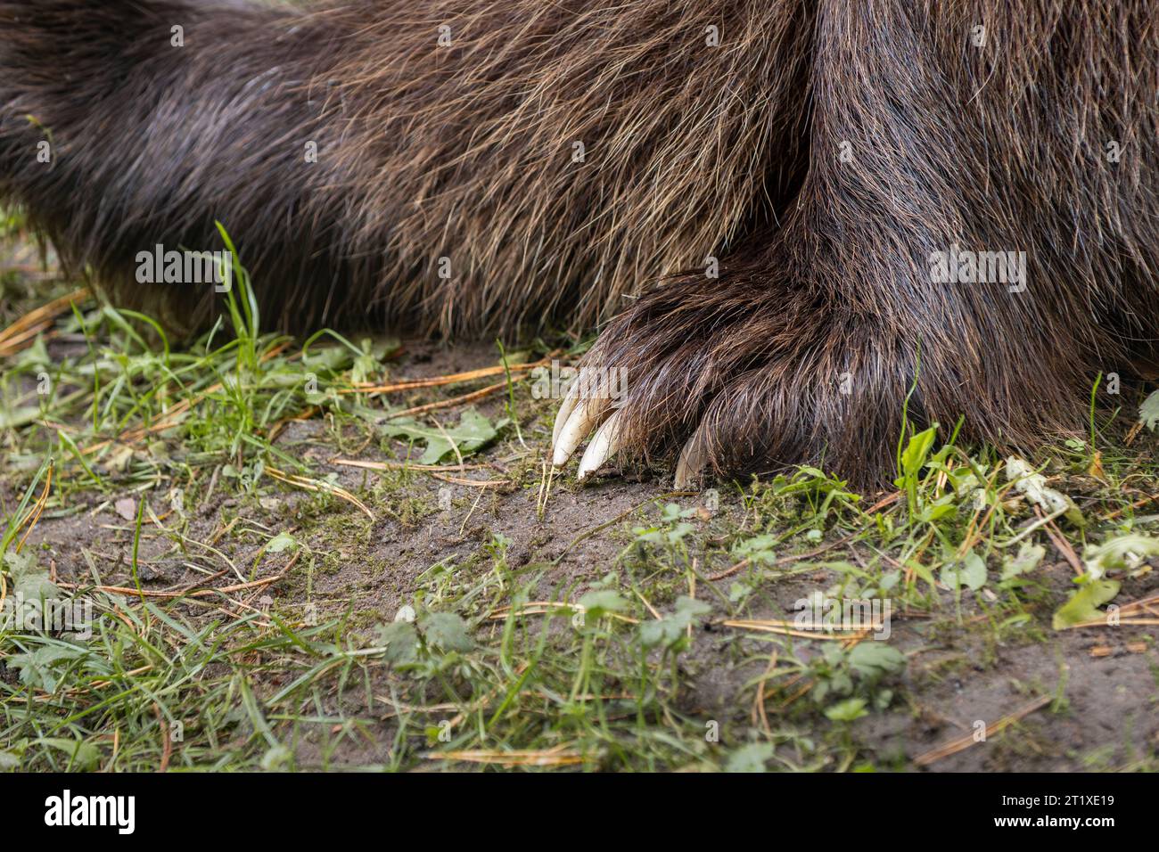 Paw of a sitting brown bear. The claws and the fur of the female Ursus arctos are visible in a close up. The dark brown hair is covering the forepaw. Stock Photo
