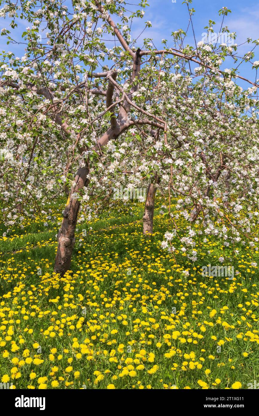Weeds in apple orchard hi-res stock photography and images - Alamy