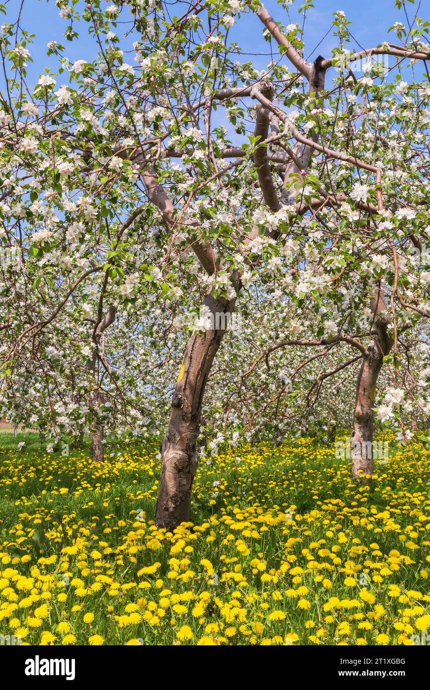 Weeds in apple orchard hi-res stock photography and images - Alamy
