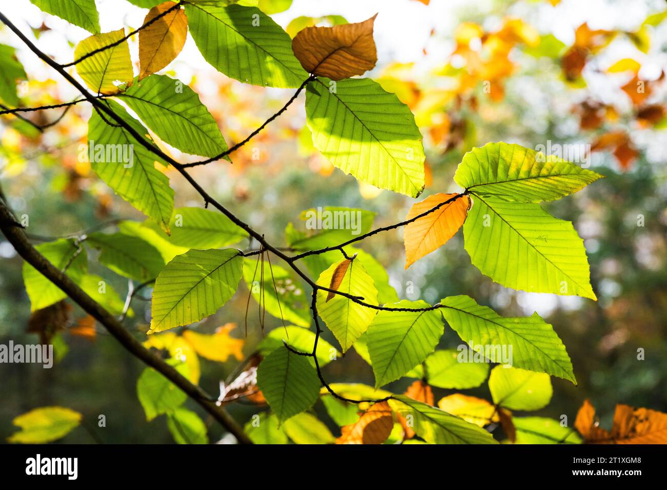 Light filters through the leaves of an American beech tree in autumn. Stock Photo