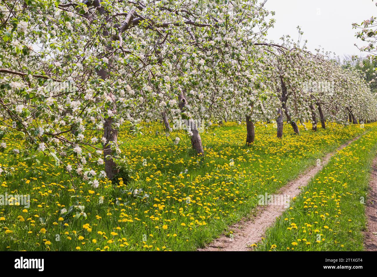 Weeds in apple orchard hi-res stock photography and images - Alamy