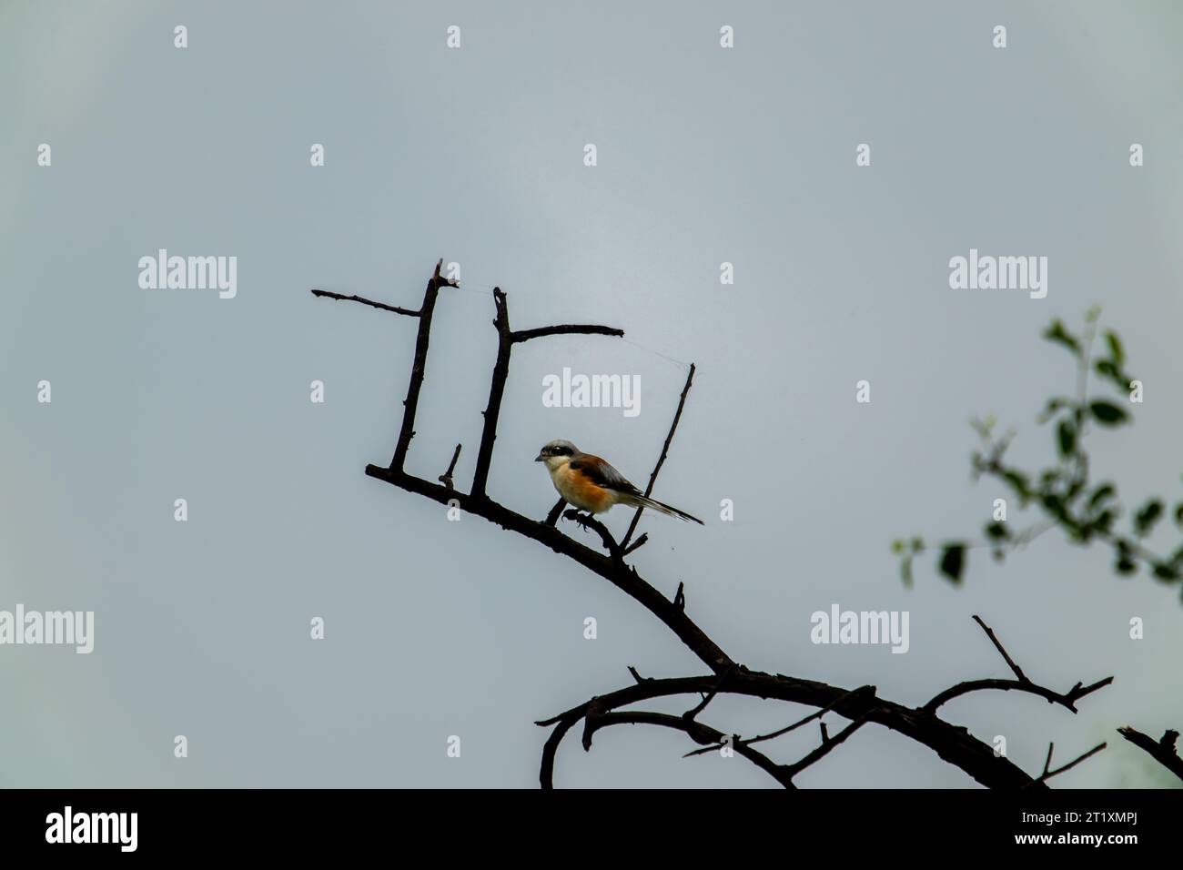 The long-tailed shrike or gray-backed shrike perches on tree branches ...