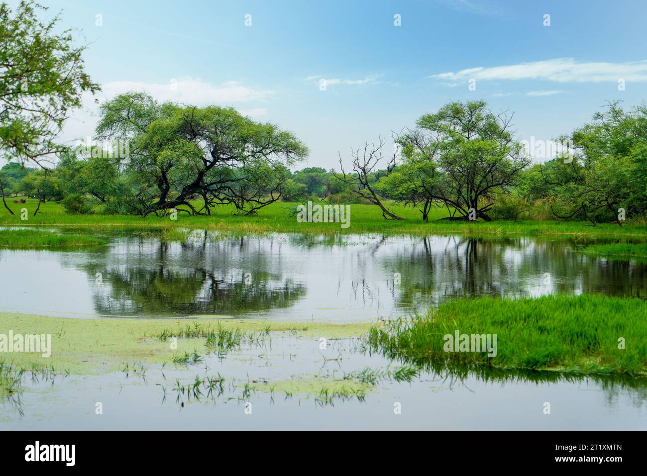 Pools of water, green grass, trees. This is an artificial wetland
