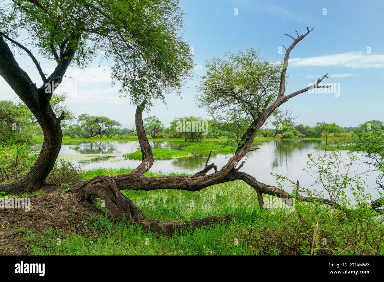 Pools of water, green grass, trees. This is an artificial wetland