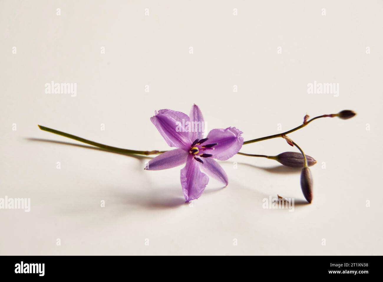 Close up of the Blue-violet flower of Arthropodium strictum or the Chocolate Lily on a white background. Stock Photo