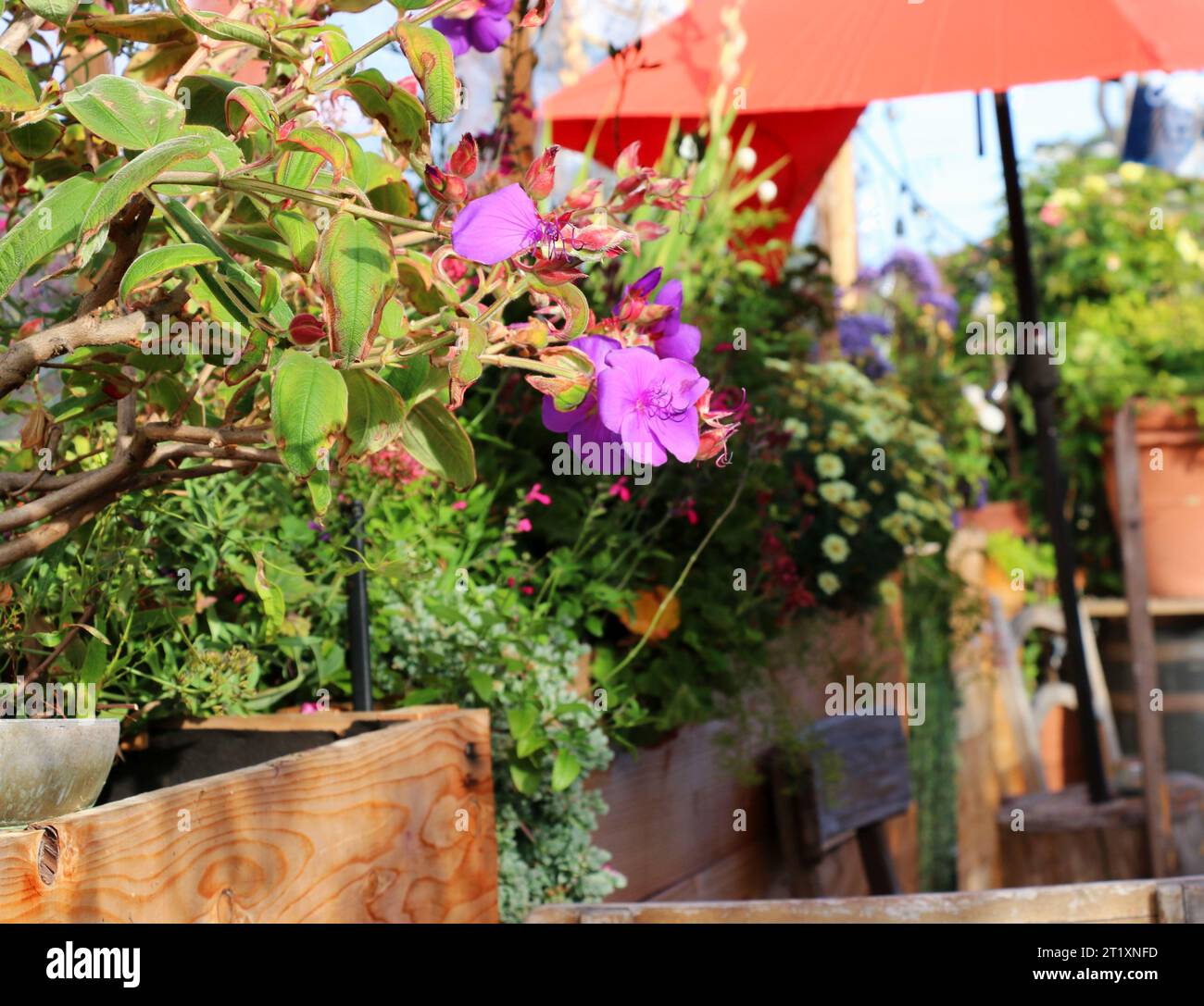 Flowering purple Western Azalea flowers add brilliant color to a restaurant patio in late summer. Stock Photo