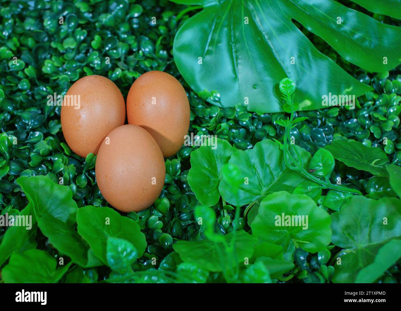 Pictured above, 3 eggs resting on green grass. Stock Photo