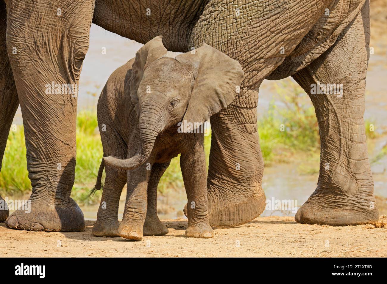 A cute baby African elephant (Loxodonta africana), Kruger National Park, South Africa Stock Photo