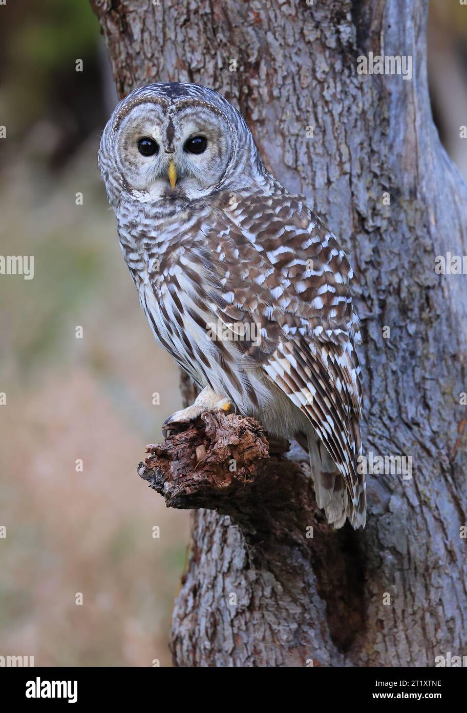 Barred Owl standing on a tree branch in the forest at sunset with green and orange background, Quebec, Canada Stock Photo
