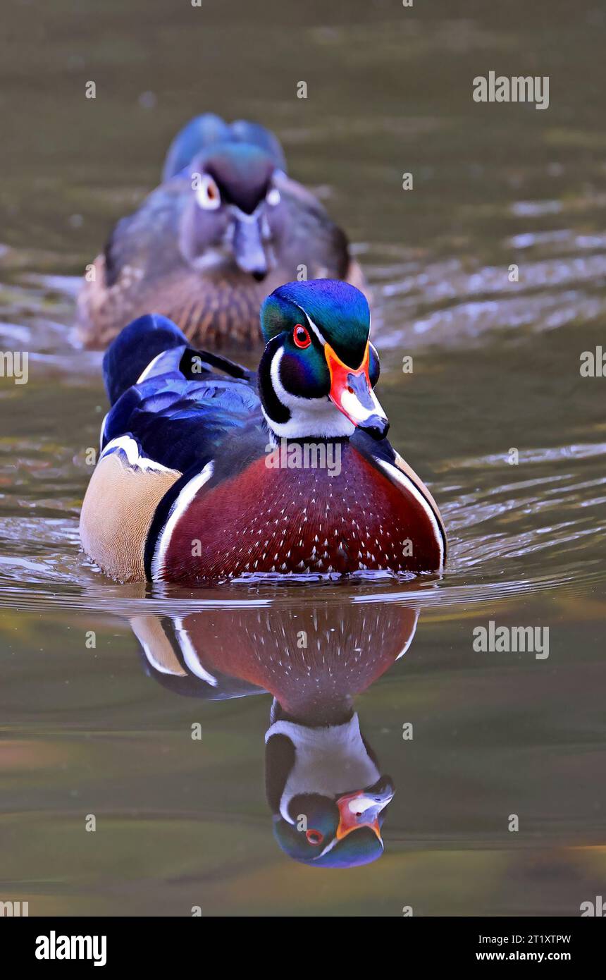 Colorful Wood Ducks couple on the lake and their reflections on water, Quebec, Canada Stock Photo