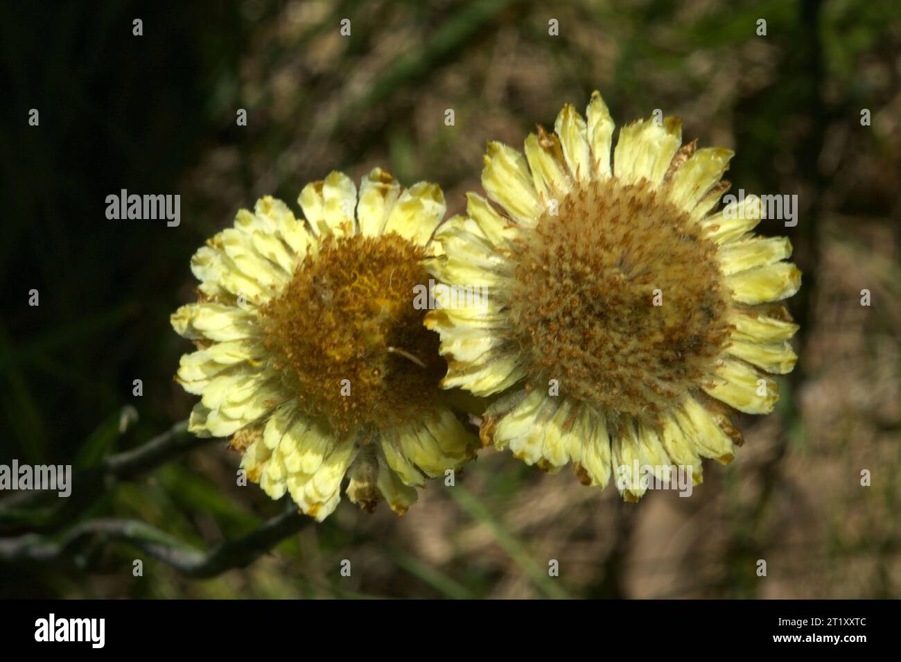 Button Everlastings (Helichrysum Scorpioides), aka Curling Everlasting, were popular in old times as pressed flowers - hence the 'everlasting' name. Stock Photo