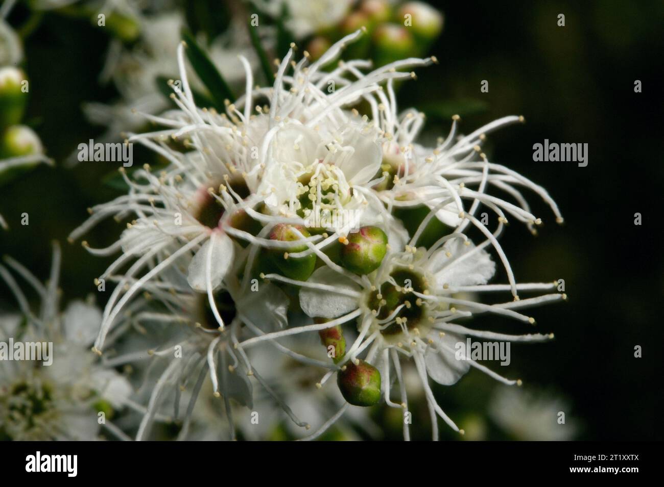 Burgan (Kunzea Ericoides) is an inconspicuous small tree - until it flowers! The long stamens make it easy to identify, and popular with insects. Stock Photo