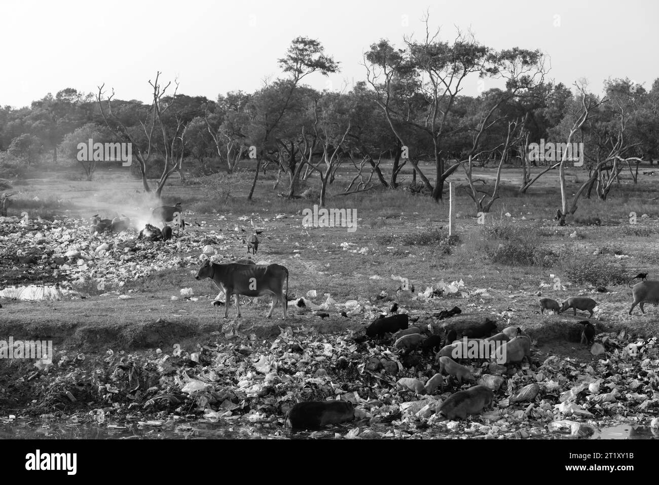 India, Mumbai 15 January 2023 Cattle and pigs grazing among burning