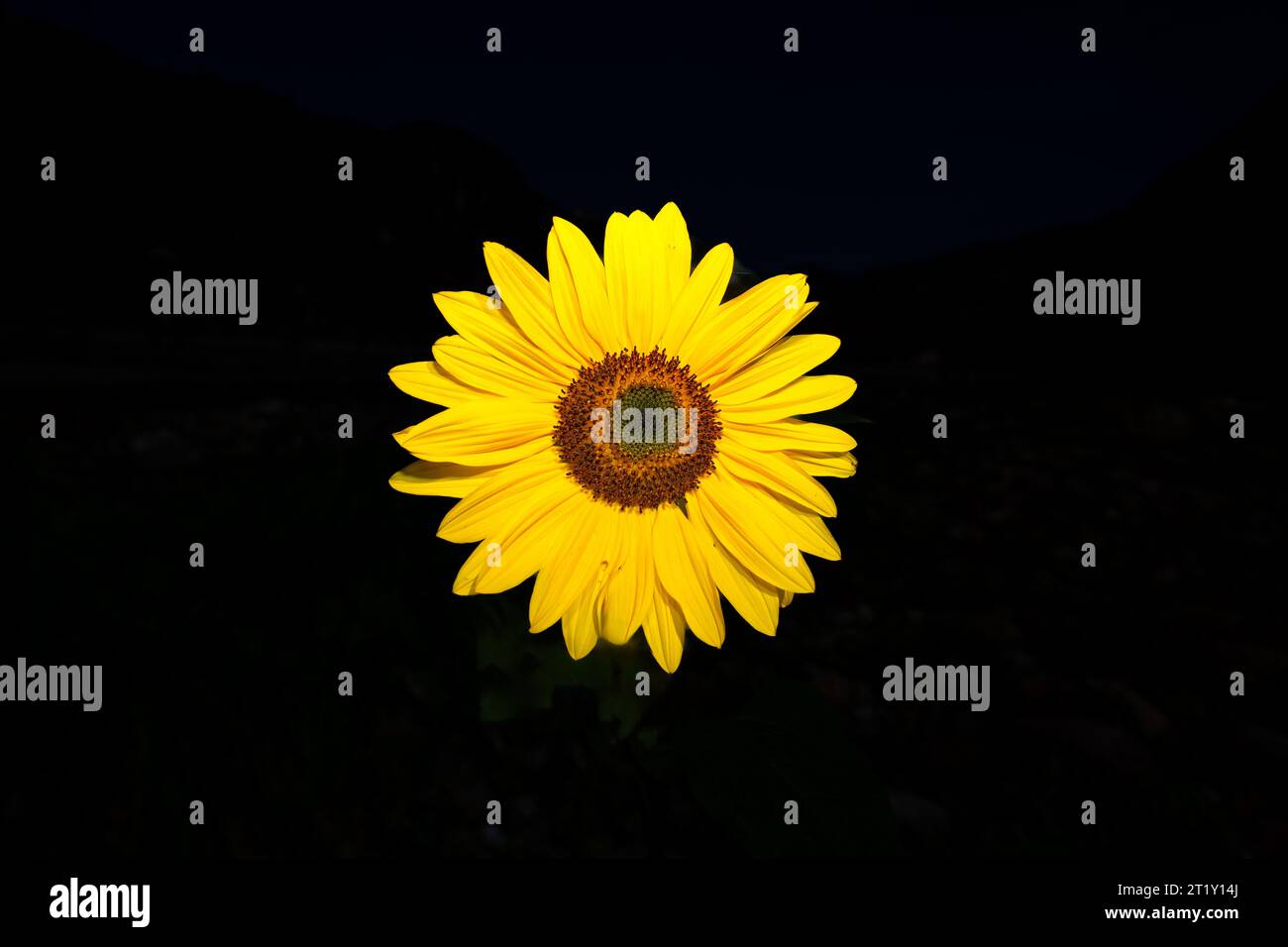 A sunflower on a dark background Stock Photo