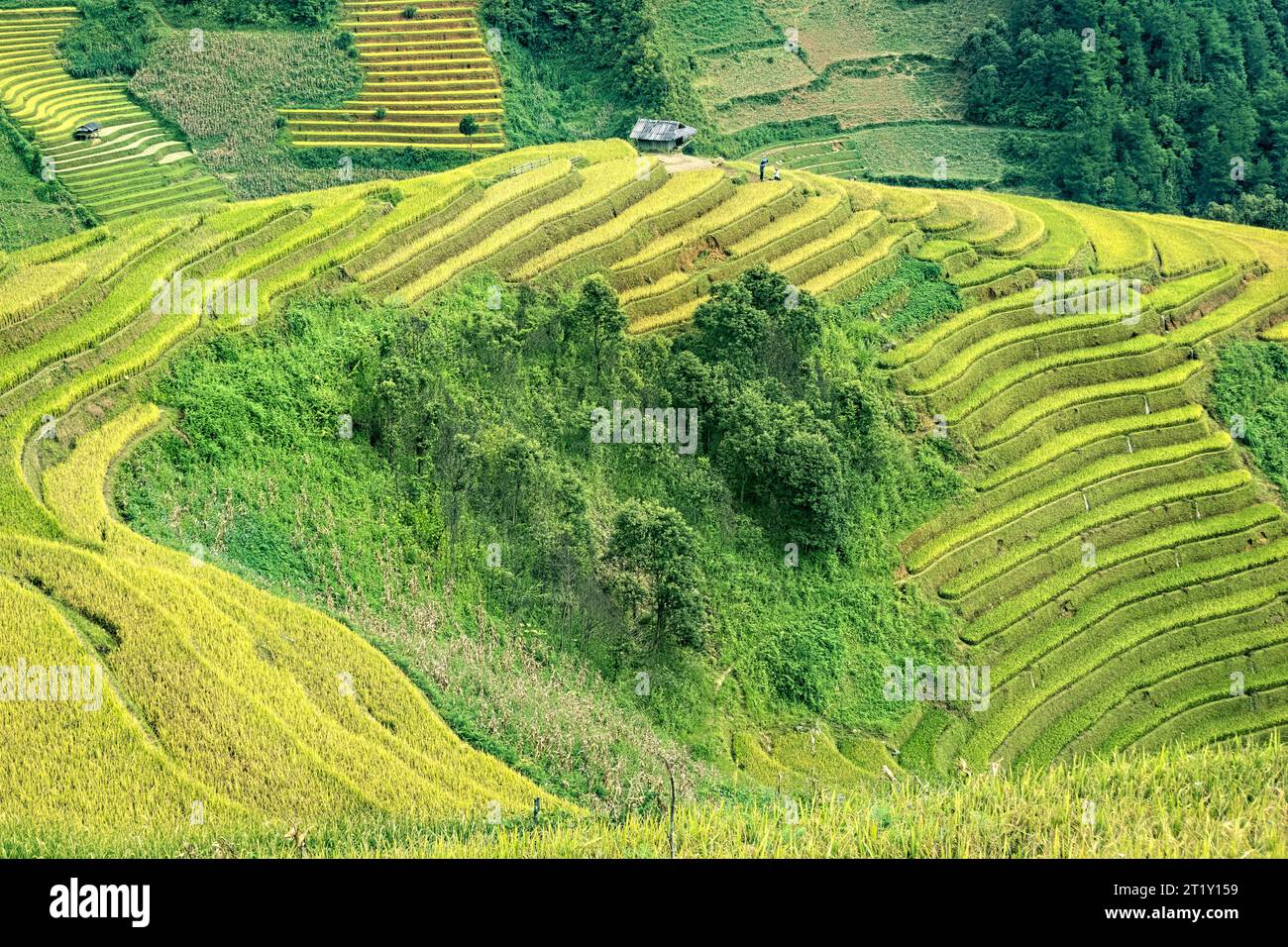 Harvest time at the stunning rice terraces of Mu Cang Chai, Yen Bai