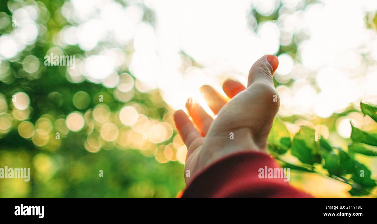 Hand reaching forest nature sunlight hi-res stock photography and ...