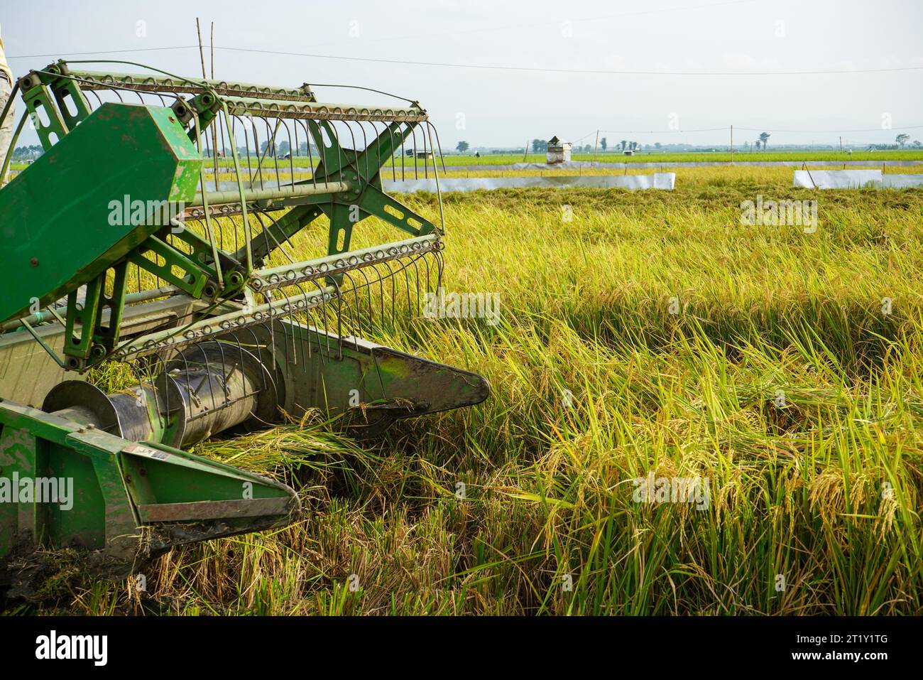 Automatic rice harvester machine is being used to harvest the fields ...