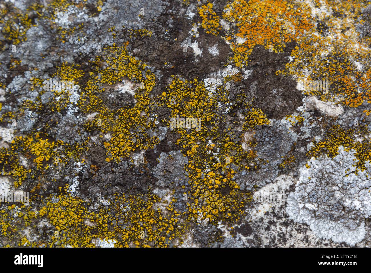 Close up of Xanthoria parietina. Yellow lichen on the bark of a tree. common orange lichen, yellow scale, maritime sunburst lichen and shore lichen. Stock Photo