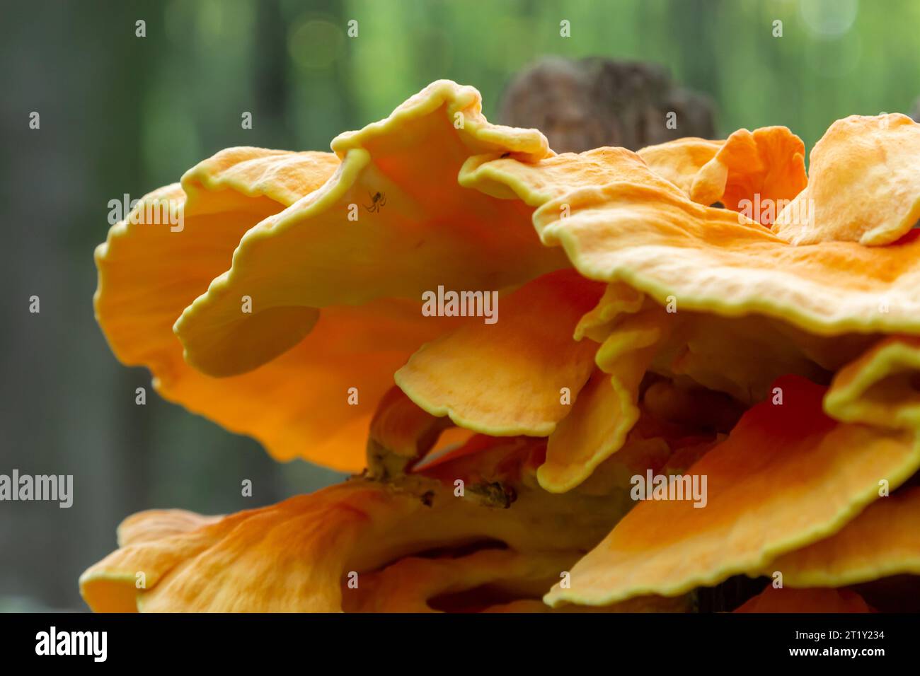 Orange mushroom fungi stump hi-res stock photography and images - Alamy