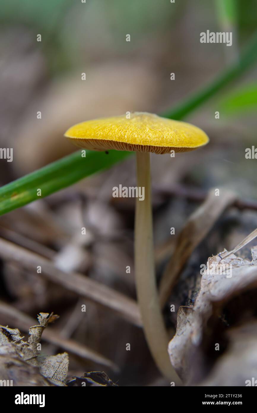 Yellow Field Cap Mushroom Bolbitius titubans sometimes called the Egg Yolk Fungus. Stock Photo