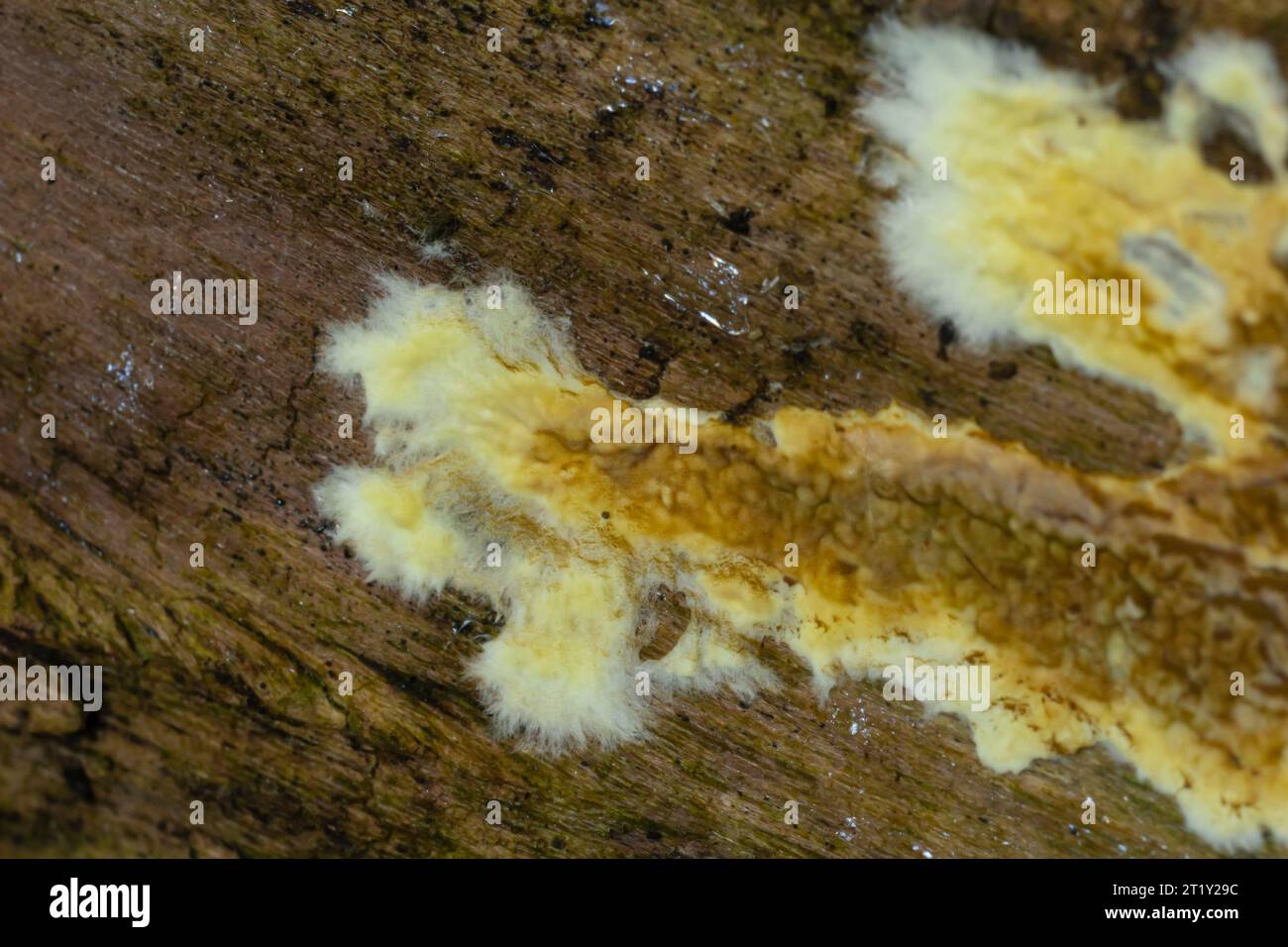 Warped orange crust fungus, Leucogyrophana mollusca On rotten wood. Stock Photo