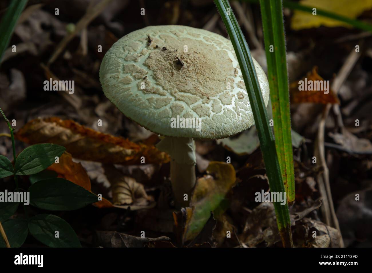 Inedible mushroom Amanita citrina in the forest. Known as false death cap or Citron Amanita. Stock Photo