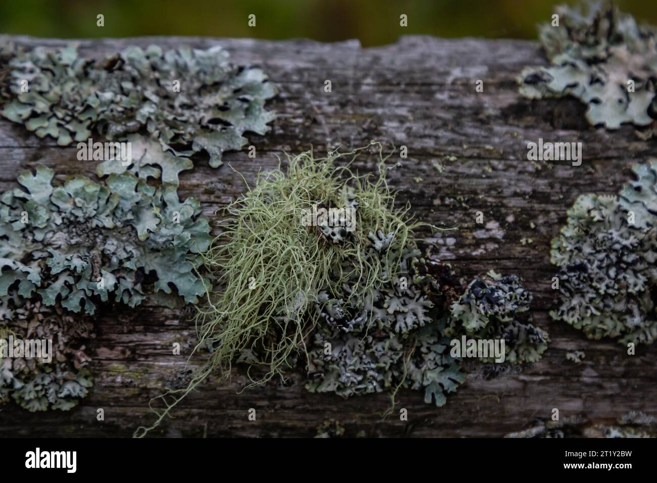 Usnea barbata ,old man's beard, or beard lichen growing naturally on turkey oak tree in Florida, natural antiobiotic Stock Photo