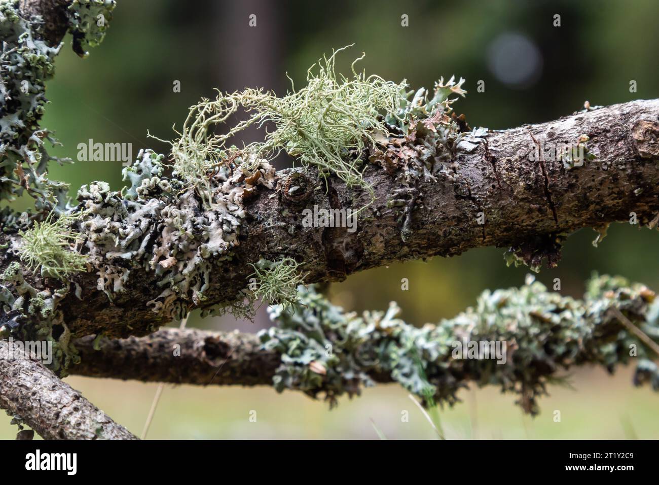 Old mans beard lichen growing hi-res stock photography and images - Alamy