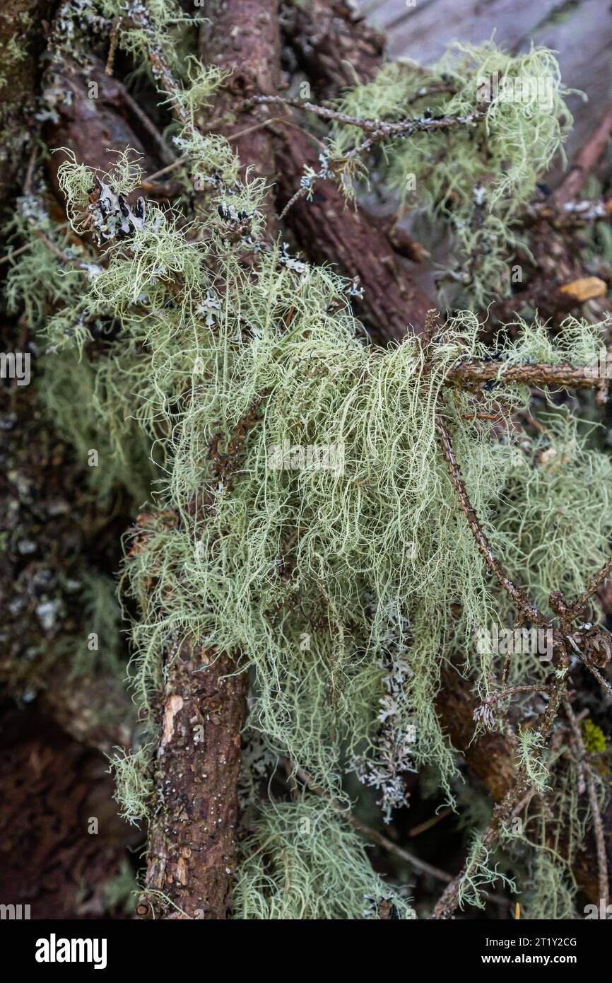 Closeup of lichen Usnea Filipendula and a parasite plant in a tree branch. Photo taken in the morning with the dew drops. Stock Photo