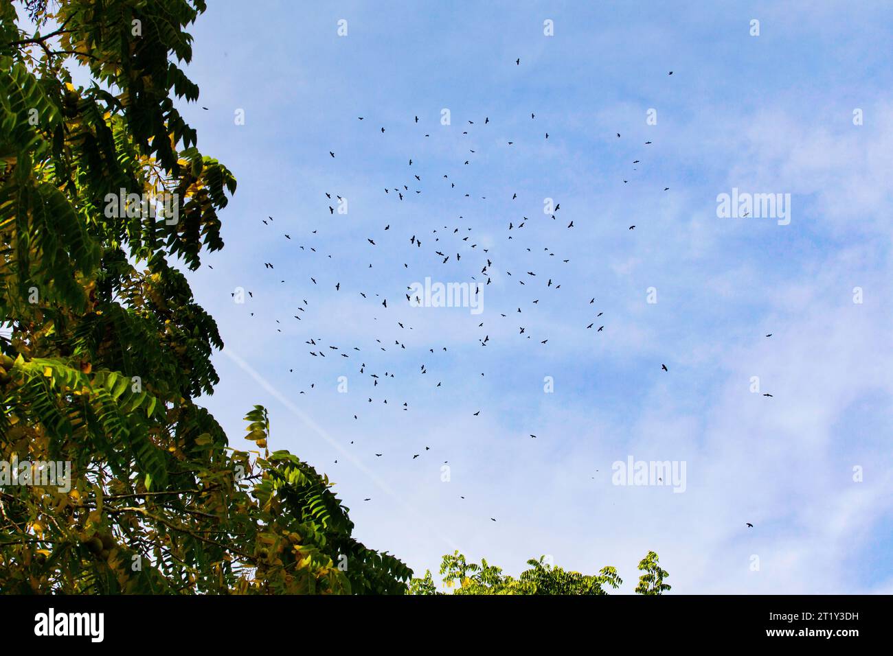 silhouette of bird cluster in flight against a blue sky backdrop Stock Photo