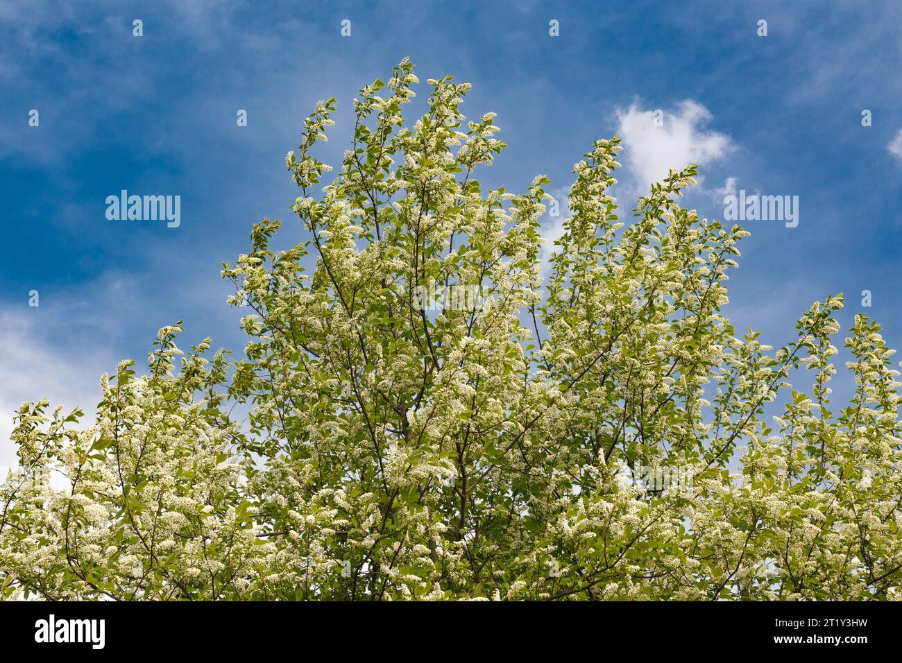 Blooming bird cherry against a bright blue sky with white clouds Stock Photo