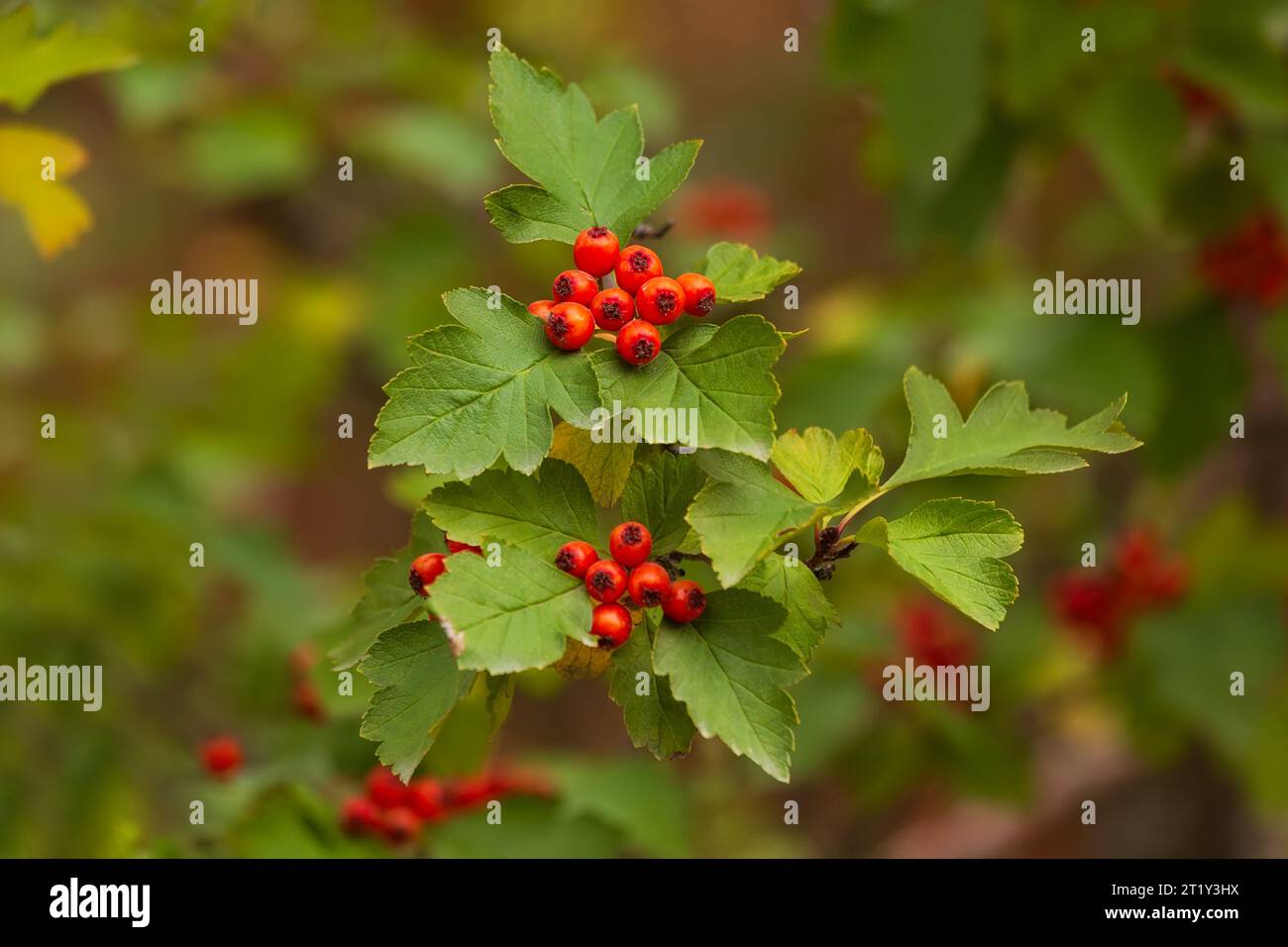 Leaves and fruits of hawthorn close-up with shallow depth of field Stock Photo