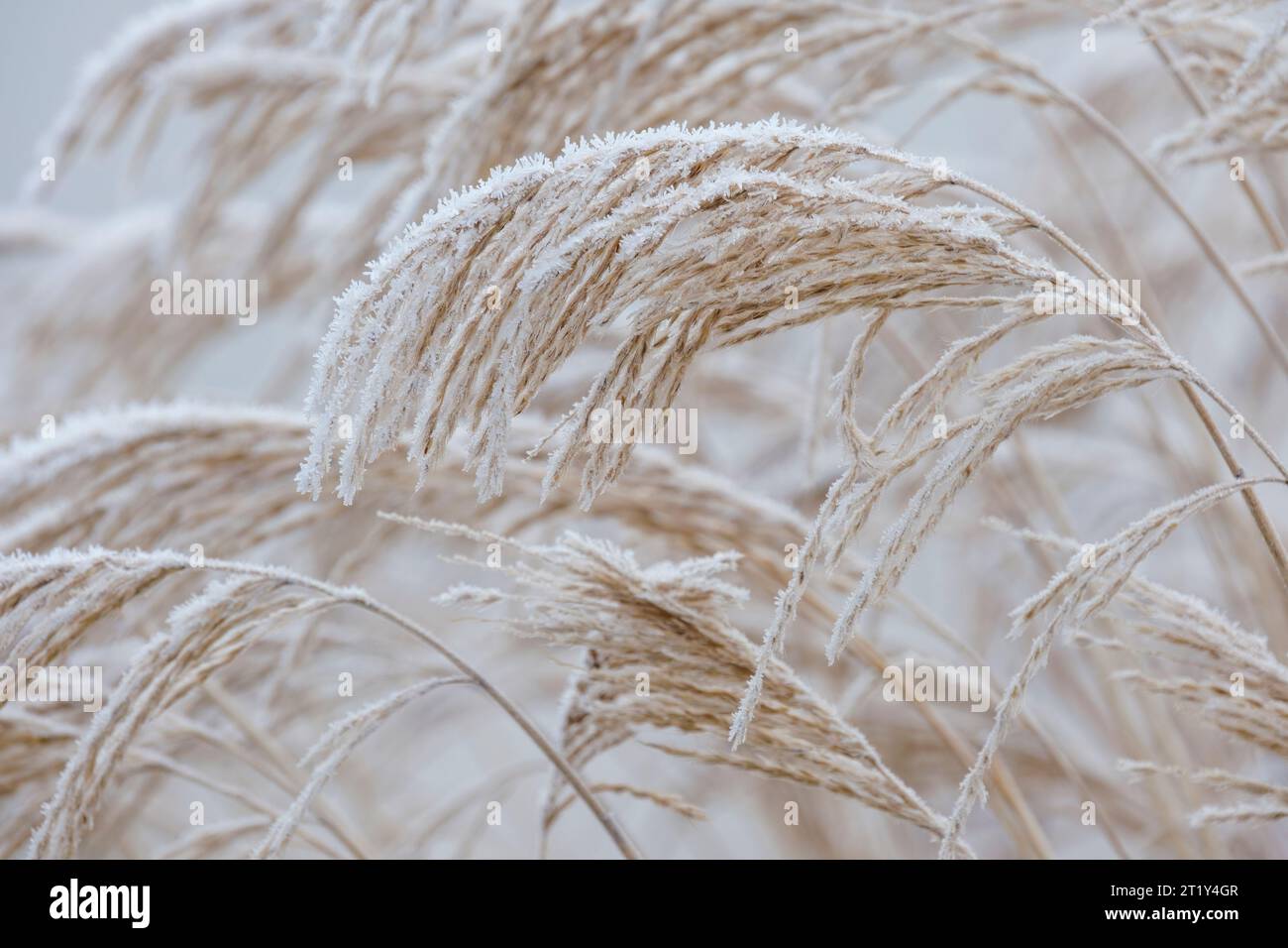 Miscanthus sinensis Gracillimus, Chinese silver grass Gracillimus, frost covered seed plumes in winter Stock Photo