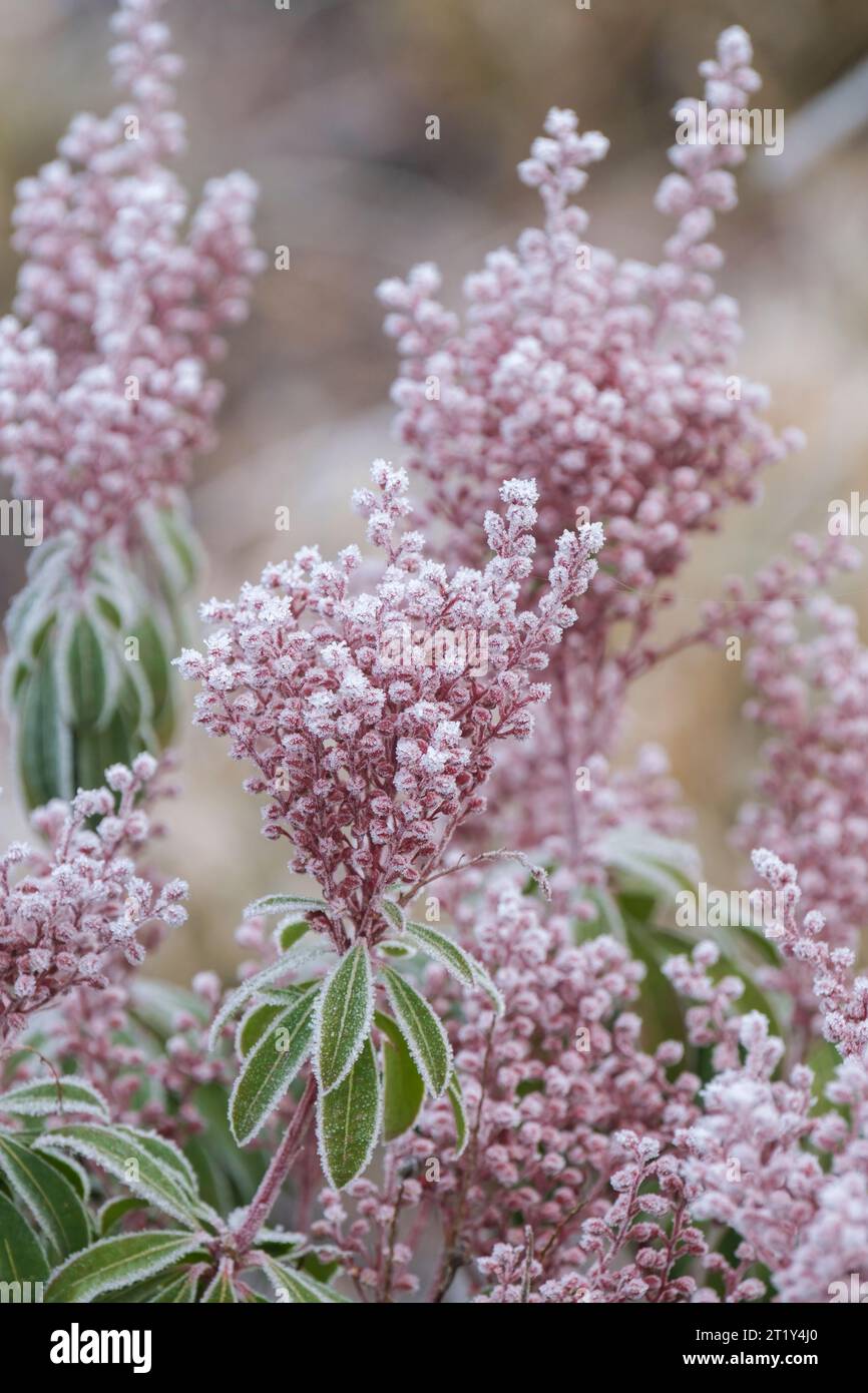 Pieris japonica, Andromeda japonica, lily-of-the-valley bush, frost covered pendent clusters of small, urn-shaped pink flowers in winter, Stock Photo