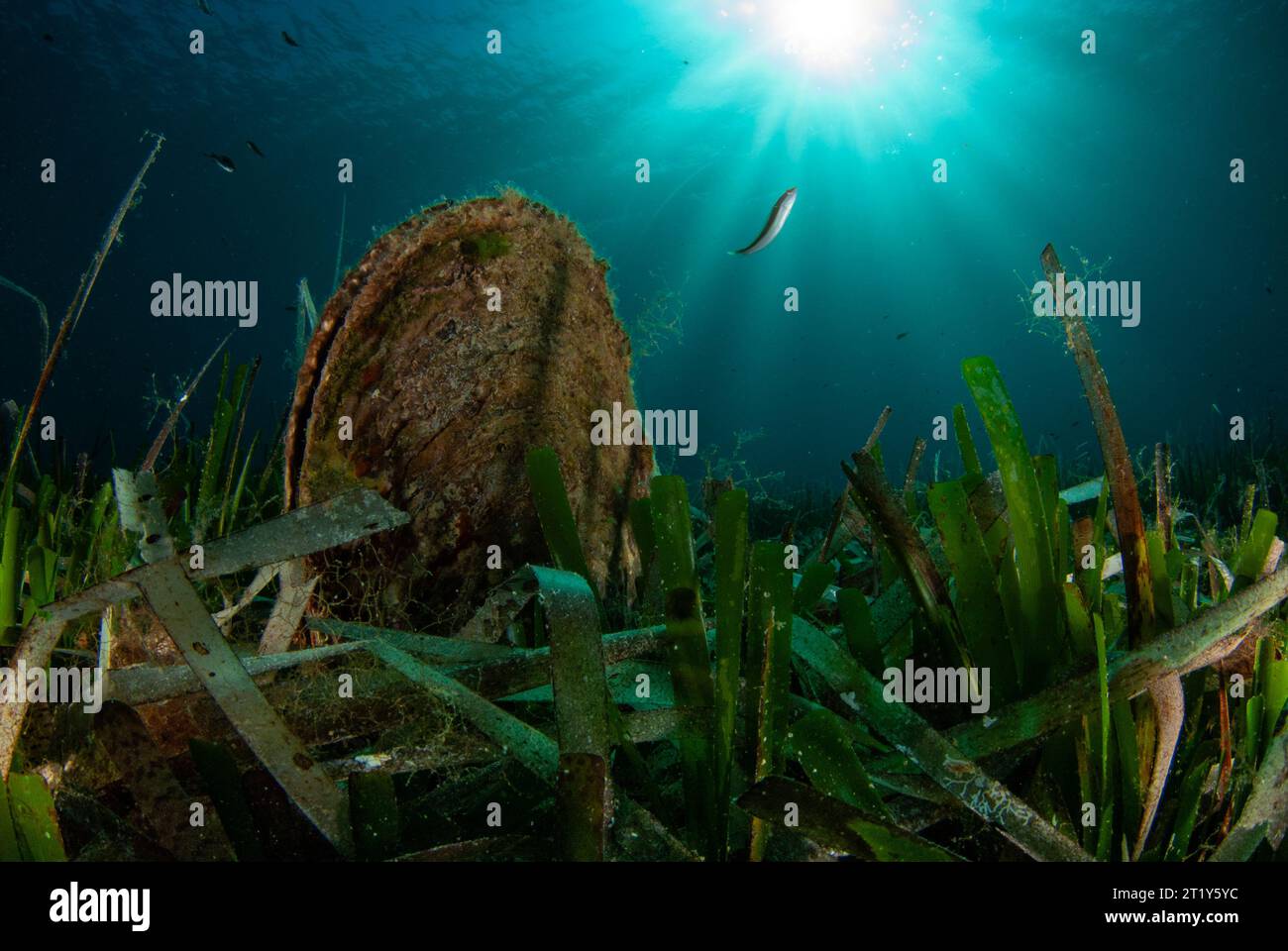 Mediterranean fan mussel (Pinna nobilis) in a medow of Posidonia