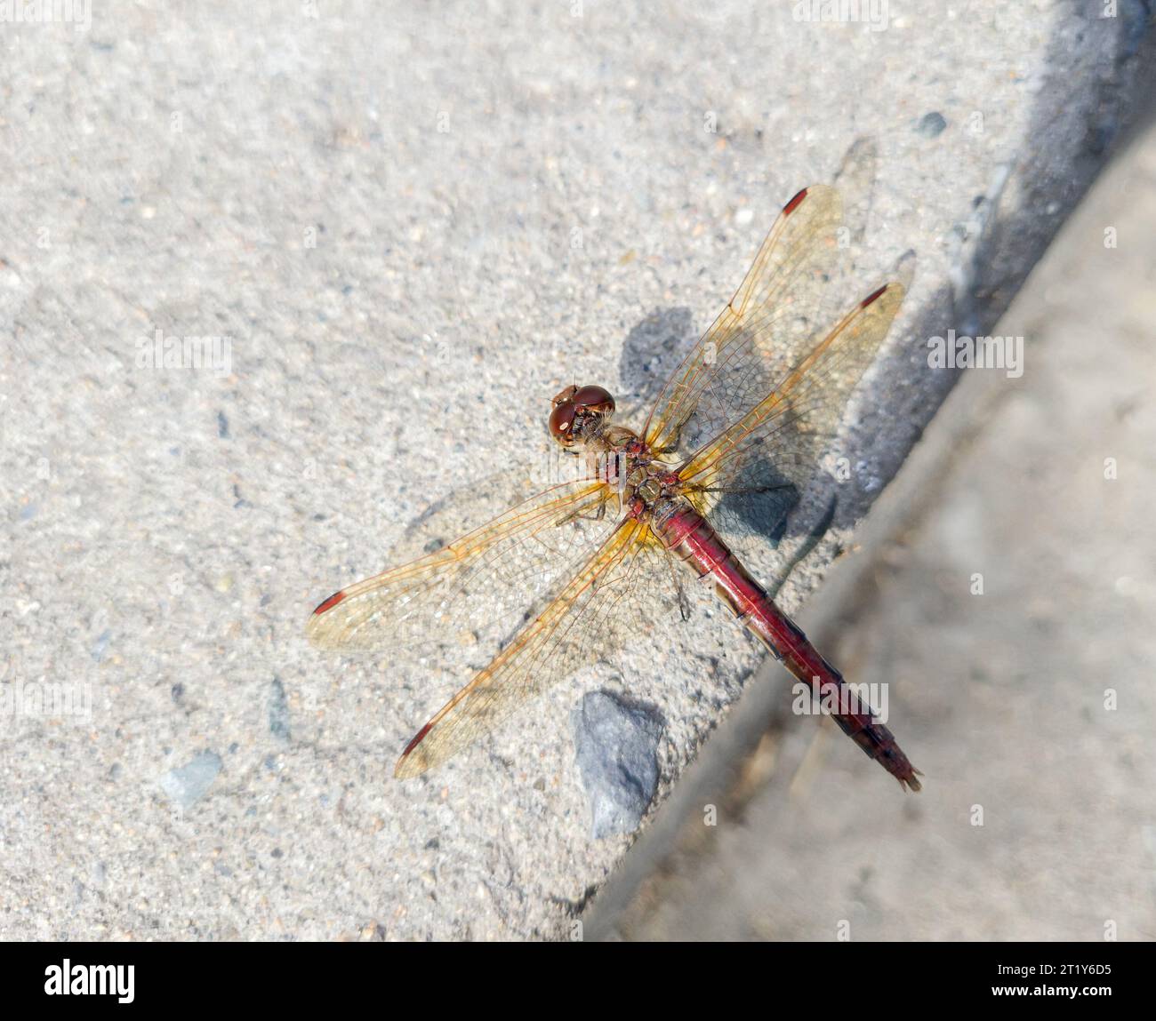 Dragonfly sitting on the concrete. Selective focus. Stock Photo